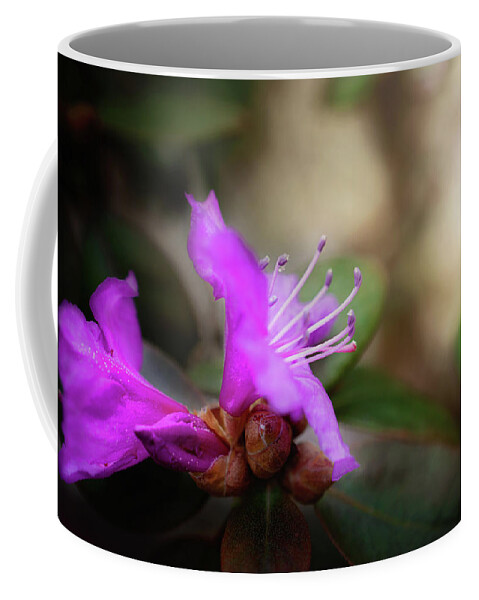 Purple Rhododendron Blossom Coffee Mug featuring the photograph Purple Rhododendron Print by Gwen Gibson