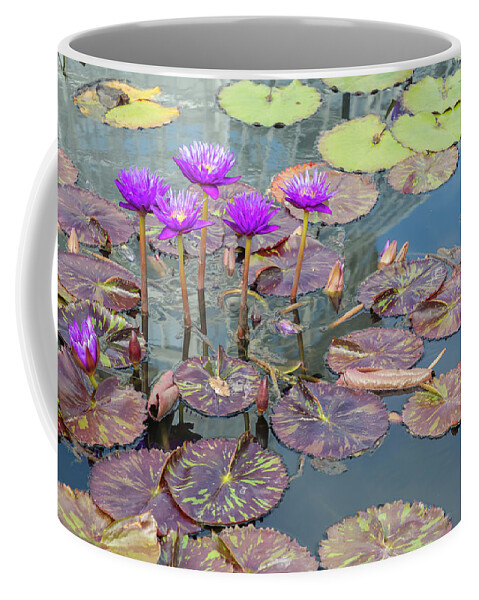 Lily Coffee Mug featuring the photograph Purple Water Lilies and Pads by Cate Franklyn
