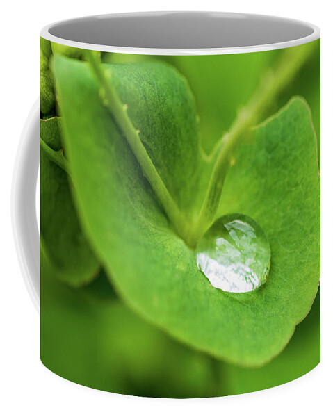 Leaf Coffee Mug featuring the photograph Rain Drop On Leaf #1 by Amelia Pearn