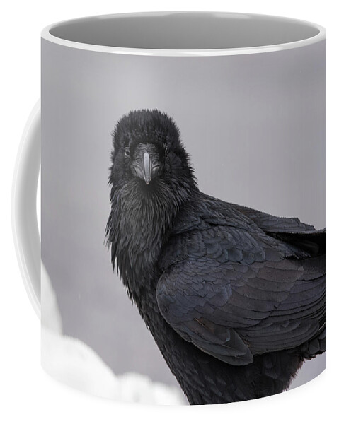 Raven Coffee Mug featuring the photograph Raven #1 by David Kirby