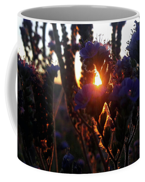 Scorpion Weed Coffee Mug featuring the photograph Scorpion Weed Sunset #1 by Gene Taylor
