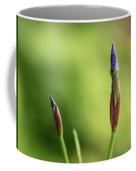 Spring Coffee Mug featuring the photograph Siberian iris - Iris sibirica #1 by Average Images