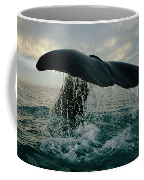 00114219 Coffee Mug featuring the photograph Sperm Whale Tail #1 by Flip Nicklin