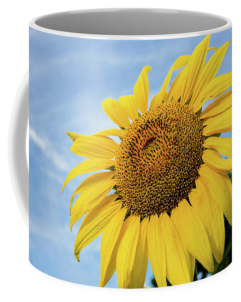 Sunflower Coffee Mug featuring the photograph Sunflower against blue sky #1 by Robert Miller
