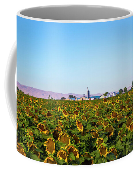 Sunflower Coffee Mug featuring the photograph Sunflower Field #1 by Dart Humeston