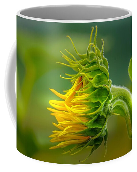 Flower Coffee Mug featuring the photograph Sunflower in the Light by Susan Rydberg
