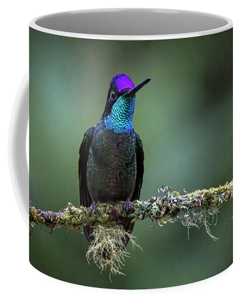 Gary Johnson Coffee Mug featuring the photograph Talamanca Hummingbird #1 by Gary Johnson