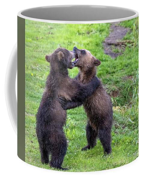 Bear Coffee Mug featuring the photograph Two brown bear cubs playing #1 by Mikhail Kokhanchikov