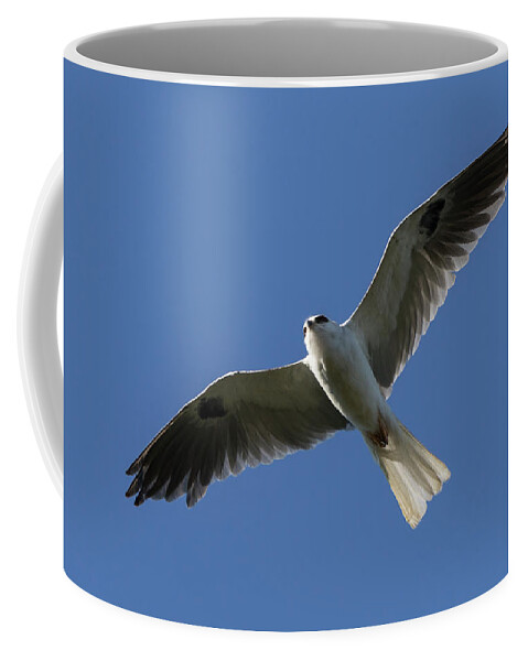 Kite Coffee Mug featuring the photograph White Tailed Kite in Flight #1 by Rick Pisio