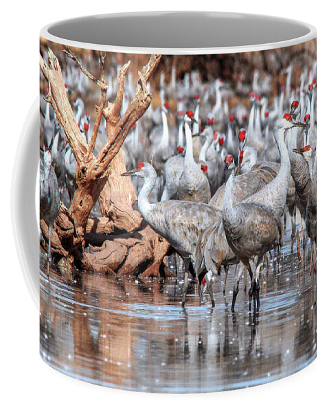 Wildlife Coffee Mug featuring the photograph Whitewater Draw 2486 by Robert Harris