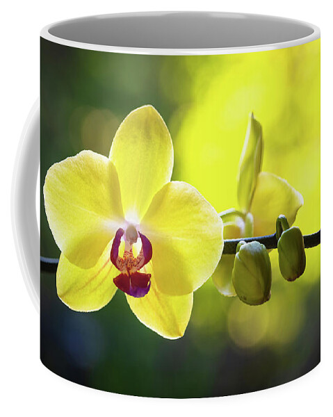 Background Coffee Mug featuring the photograph Yellow Orchid Flower #1 by Raul Rodriguez