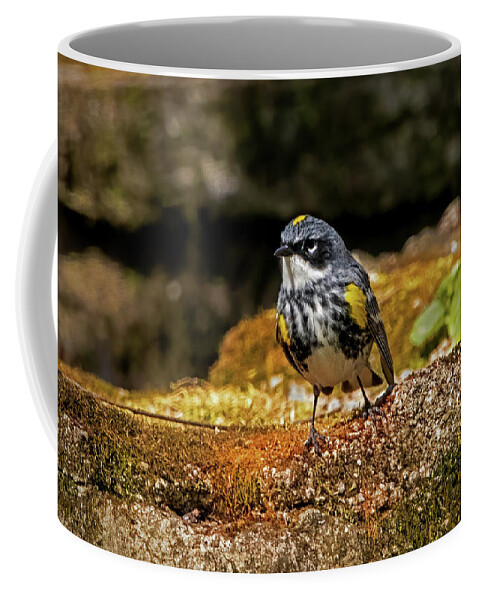 Bird Coffee Mug featuring the photograph Yellow-Rumped Warbler #1 by Ira Marcus