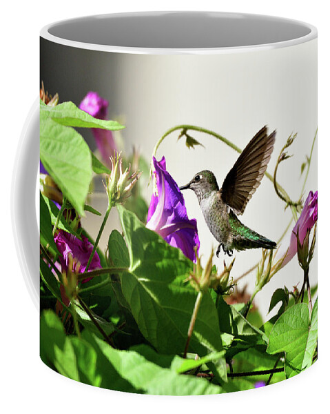 Anna's Hummingbird Coffee Mug featuring the photograph Anna's Hummingbird #11 by Amazing Action Photo Video