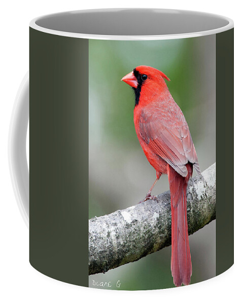 Male Cardinal Coffee Mug featuring the photograph Male Cardinal #11 by Diane Giurco
