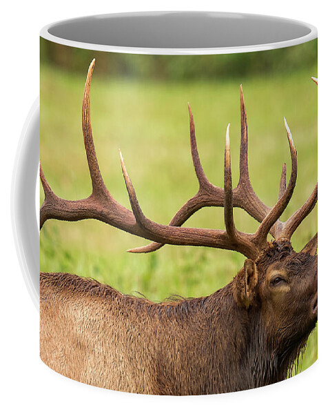 Elk Coffee Mug featuring the photograph Elk Portrait by Doug McPherson