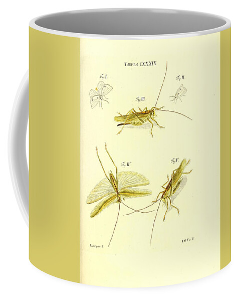 Grasshoppers Coffee Mug featuring the mixed media Insects #173 by World Art Collective