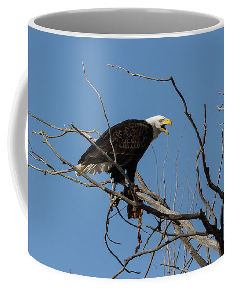 Bald Eagle Coffee Mug featuring the photograph Bald Eagle Guards its Meal #2 by Tony Hake