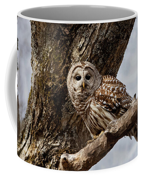 Barred Owl Coffee Mug featuring the photograph Barred Owl #2 by CR Courson