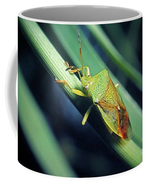 Photo Coffee Mug featuring the photograph Elasmostethus interstinctus Birch Shieldbug Insect #2 by Frank Ramspott