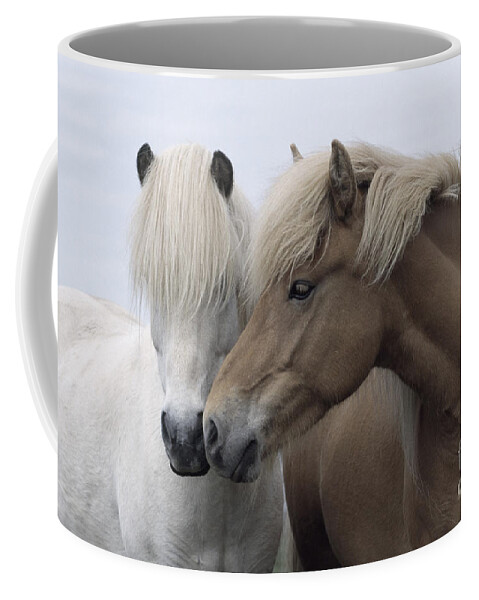 Affection Coffee Mug featuring the photograph Icelandic Horses by John Daniels