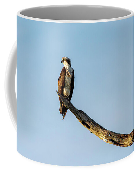 Osprey Coffee Mug featuring the photograph Osprey #2 by David Arment