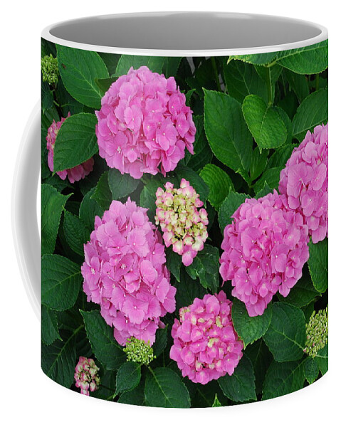 Pink Flowers Coffee Mug featuring the photograph Pink Annabelle Hydrangeas #2 by Ee Photography