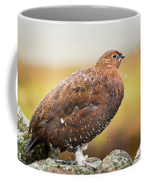 Animal Coffee Mug featuring the photograph Red Grouse on a dry stone wall in the rain #2 by Anita Nicholson