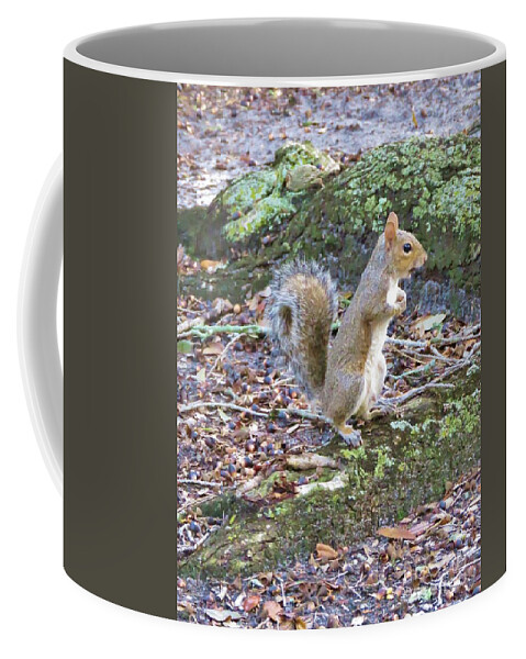 Squirrel Coffee Mug featuring the photograph Waiting #2 by World Reflections By Sharon