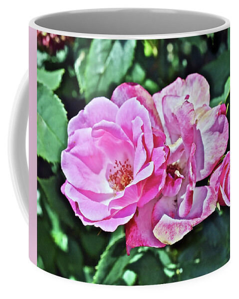 Roses Coffee Mug featuring the photograph 2020 Mid June Garden Shrub Roses 1 by Janis Senungetuk