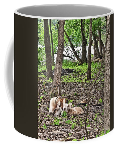Goats Coffee Mug featuring the photograph 2022 Visiting Goats Mom with Kids by Janis Senungetuk