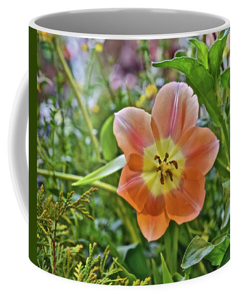 Spring Flowers Coffee Mug featuring the photograph 2023 Spring Show Orange Tulip by Janis Senungetuk