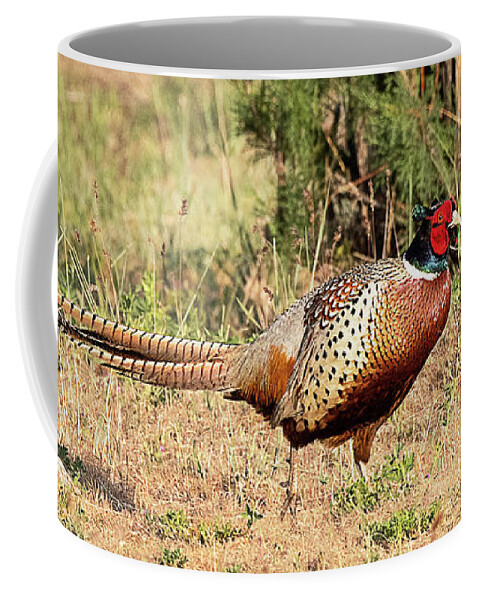 Bird Coffee Mug featuring the photograph Ring-necked Pheasant #21 by Dennis Hammer