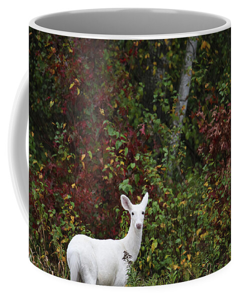 Leucistic Deer Coffee Mug featuring the photograph White Deer #24 by Brook Burling