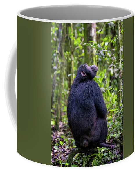 Chimpanzee Coffee Mug featuring the photograph Adult chimpanzee, pan troglodytes, in the tropical rainforest of #3 by Jane Rix