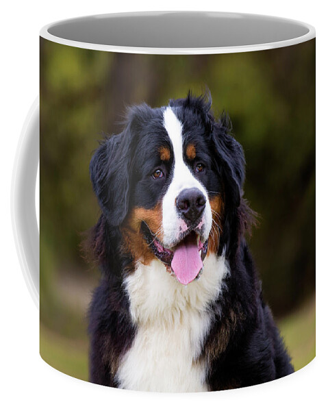 Bernese Mountain Dog Coffee Mug featuring the photograph Bernese Mountain Dog Portrait by Diana Andersen