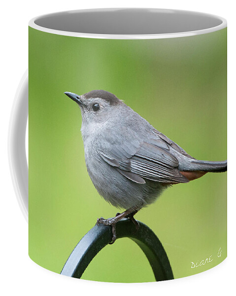 Catbird Coffee Mug featuring the photograph Catbird #3 by Diane Giurco