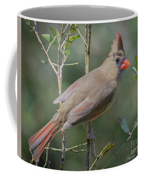 Nature Coffee Mug featuring the photograph Female cardinal #3 by Barry Bohn