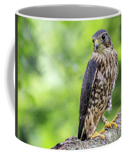 Raptors Hawk Coffee Mug featuring the photograph Hawk by Robert Miller