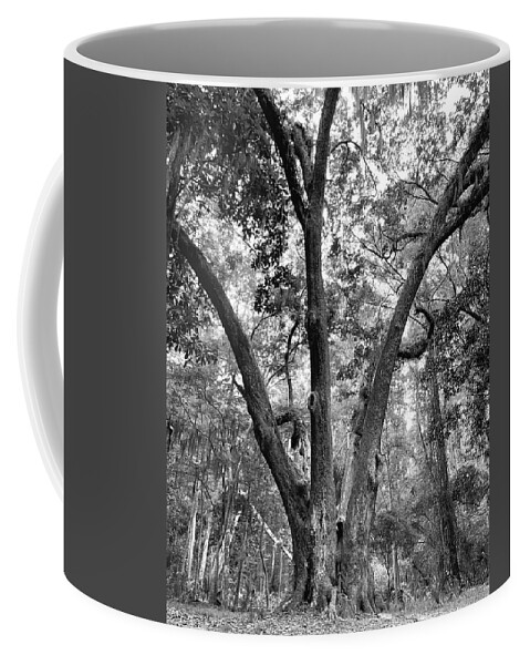 Tree Coffee Mug featuring the photograph 3 Tree BW by Lee Darnell