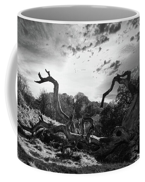 Trees Coffee Mug featuring the photograph Trees #17 by Remigiusz MARCZAK
