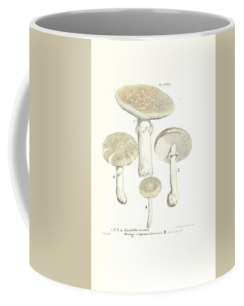 Amanita Coffee Mug featuring the mixed media Vintage, Poisonous and Fly Mushroom Illustrations #3 by World Art Collective