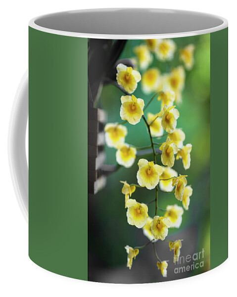 Background Coffee Mug featuring the photograph Yellow Orchid Flowers #3 by Raul Rodriguez