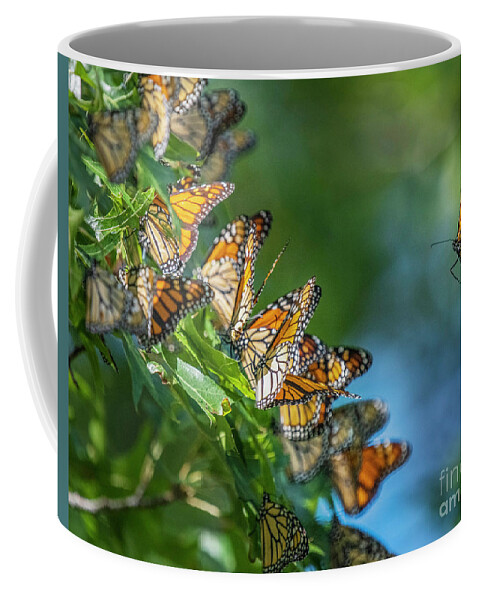 3000 Mile Monarch Migration Coffee Mug featuring the photograph 3000 Mile Monarch Migration by Sandra Rust