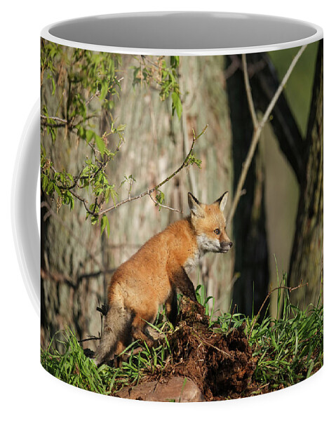 Fox Coffee Mug featuring the photograph Fox Kit #36 by Brook Burling