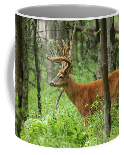 Whitetail Buck Coffee Mug featuring the photograph Whitetail Buck #36 by Brook Burling
