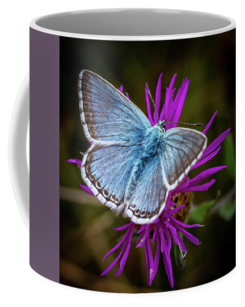 Common Coffee Mug featuring the photograph Common Blue Butterfly by Shirley Mitchell