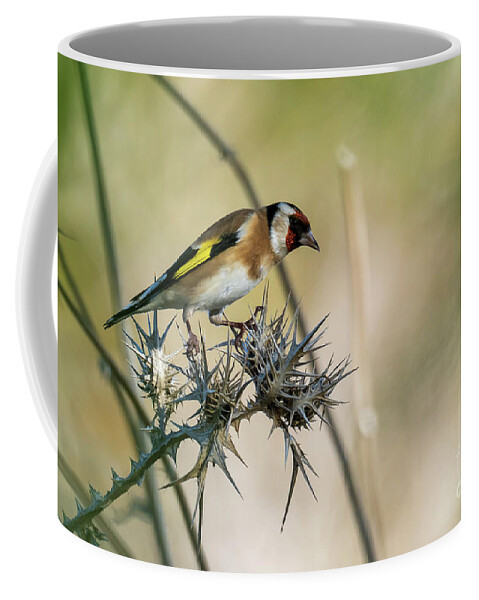 Perched Coffee Mug featuring the photograph European Goldfinch Carduelis carduelis Costa Ballena Cadiz #4 by Pablo Avanzini