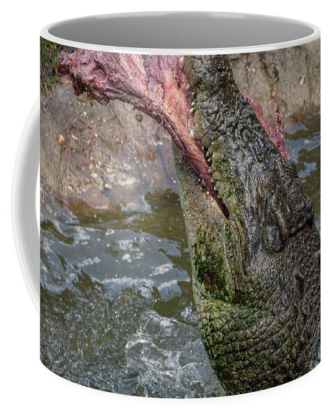 Saltwater Coffee Mug featuring the photograph Saltwater Crocodile Eating #6 by Carolyn Hutchins