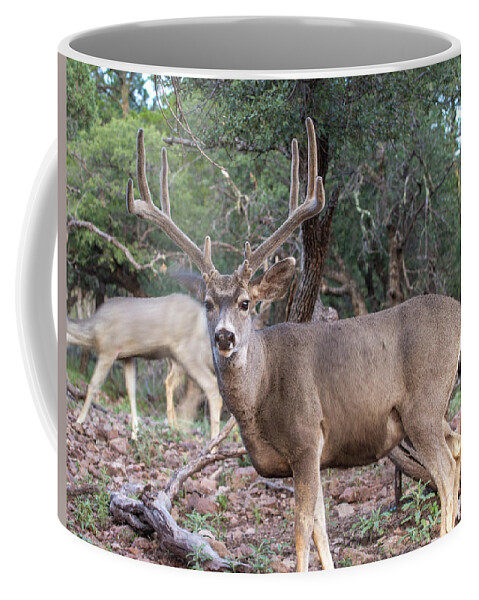 Mule Deer. Muledeer Coffee Mug featuring the photograph 4X4 Mule Deer Buck by Renny Spencer