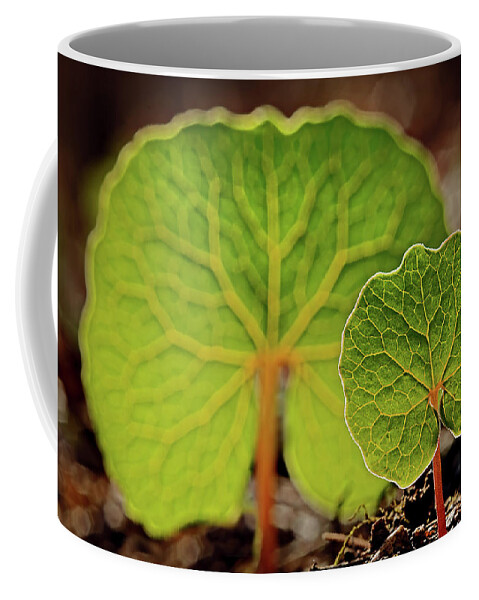2015 Coffee Mug featuring the photograph Bloodroot #5 by Robert Charity